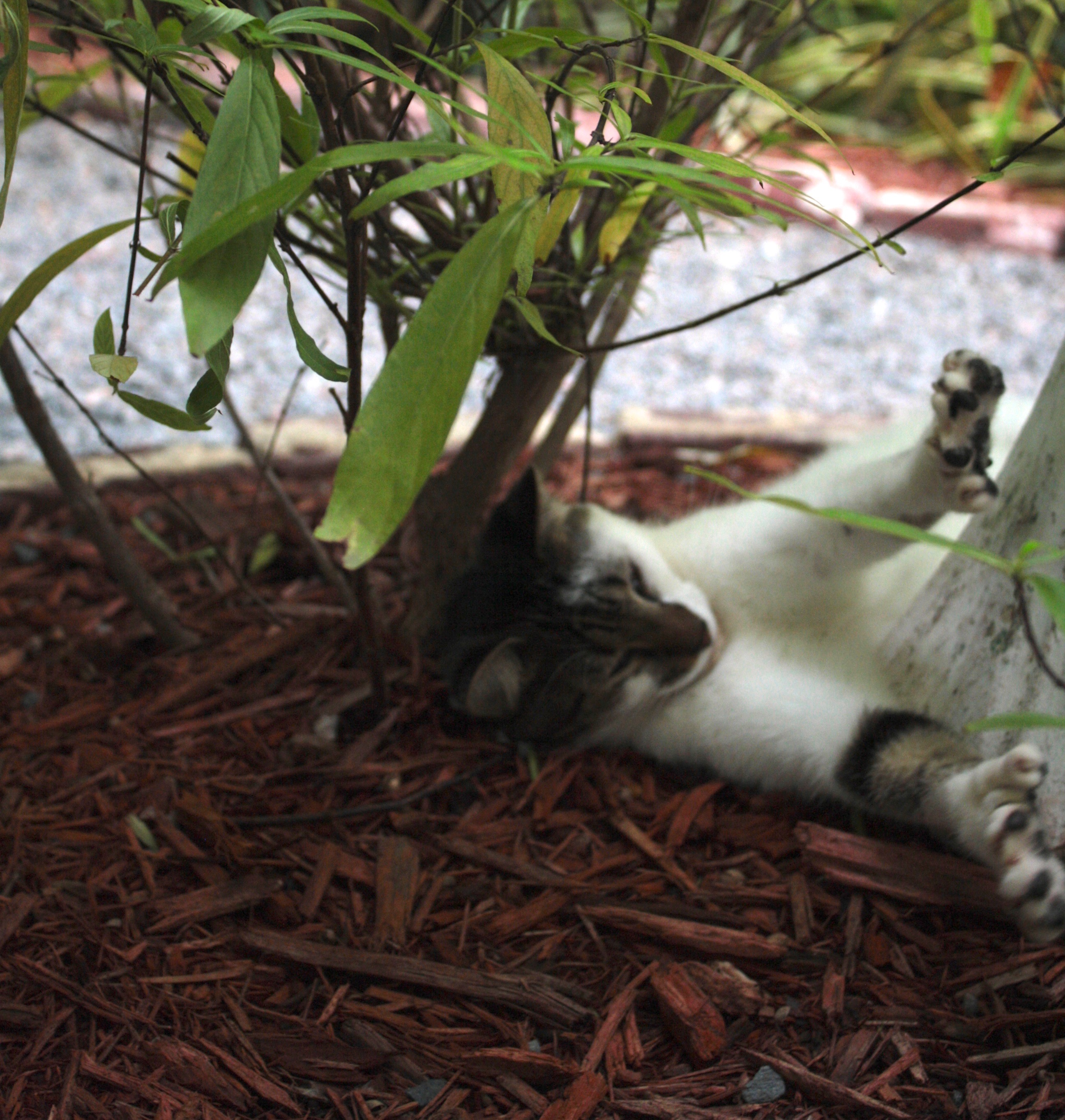 One of around 50 polydactyl cats that live at Hemingway's home, descendants of the author's cat, Snowball.